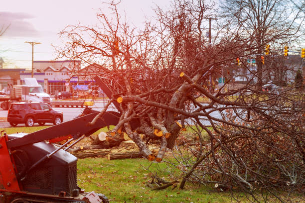 Reliable Lindenwold, NJ Tree Care Solutions