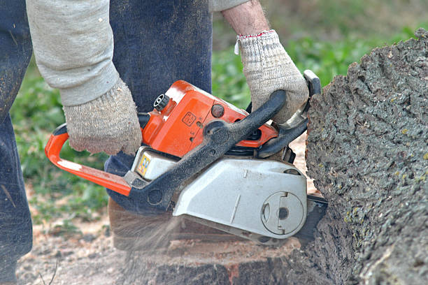 Best Aeration Services  in Lindenwold, NJ