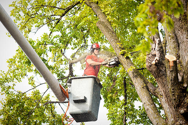 How Our Tree Care Process Works  in  Lindenwold, NJ