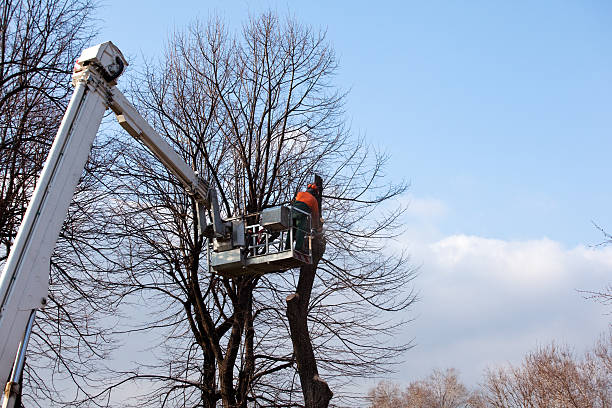Best Weed Control  in Lindenwold, NJ